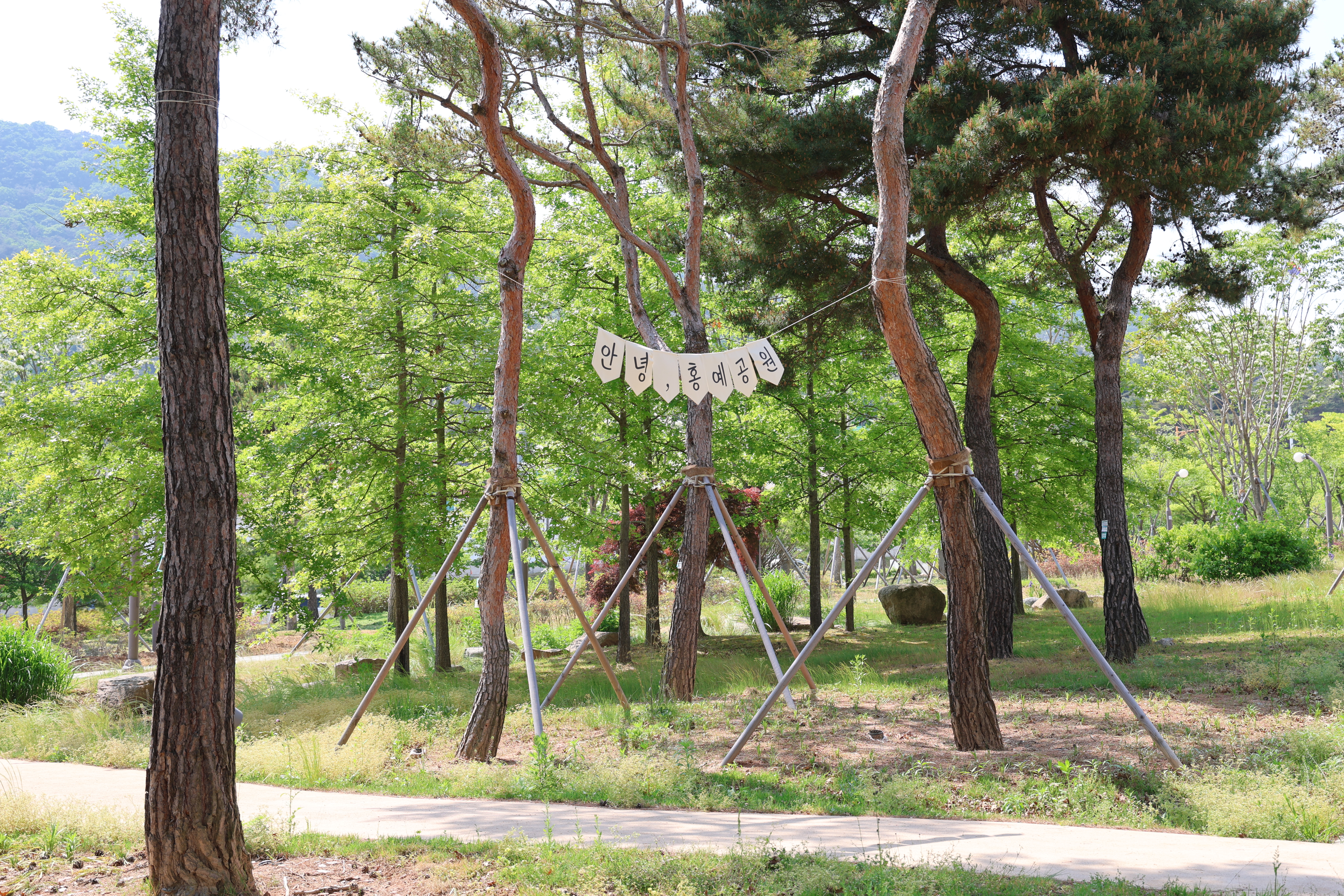 소나무숲길