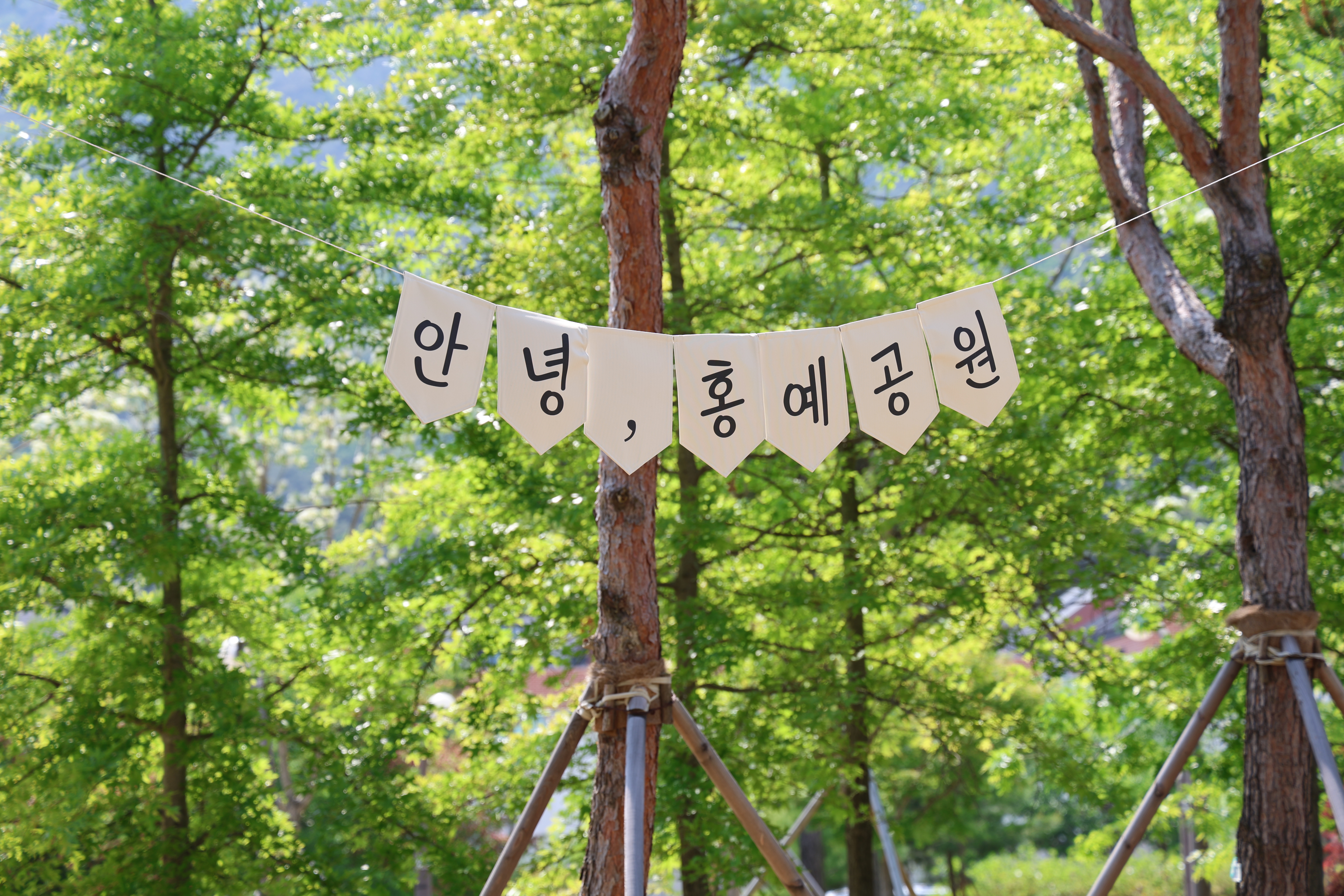 소나무숲길