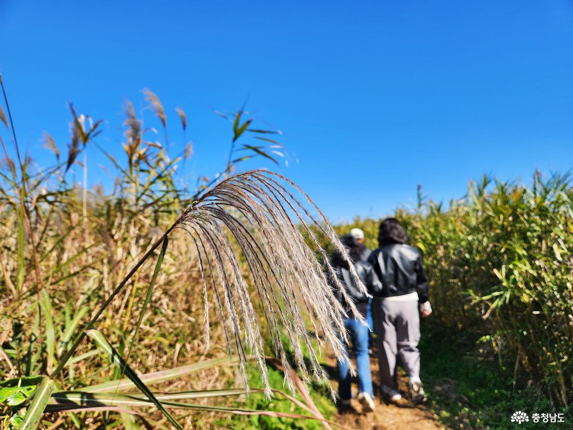 바람 따라 출렁이는 가을 물결, 서천 신성리 갈대밭