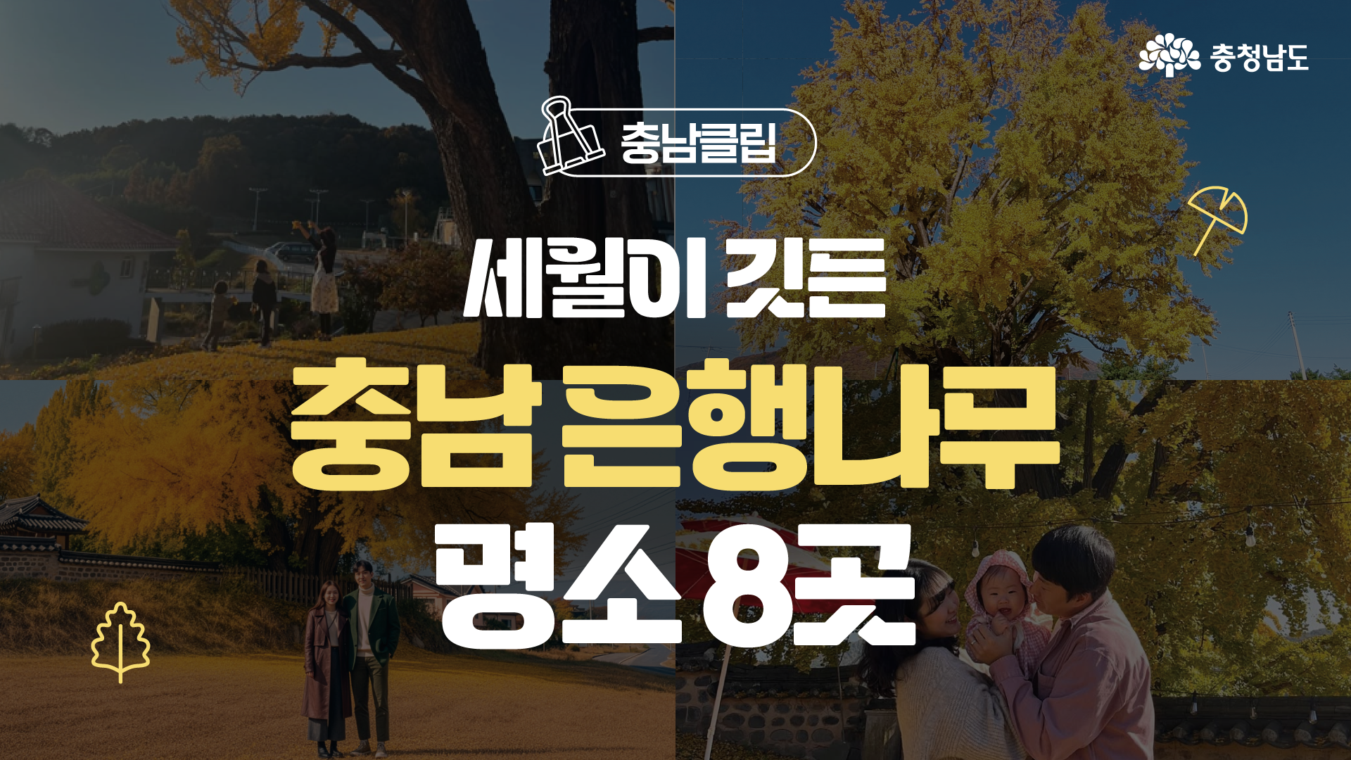 지금만 만날 수 있는 충남 은행나무 명소 8곳🍂