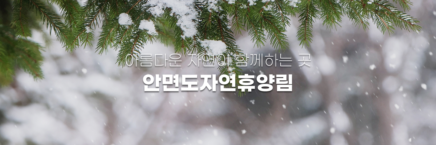 안면도자연휴양림-겨울