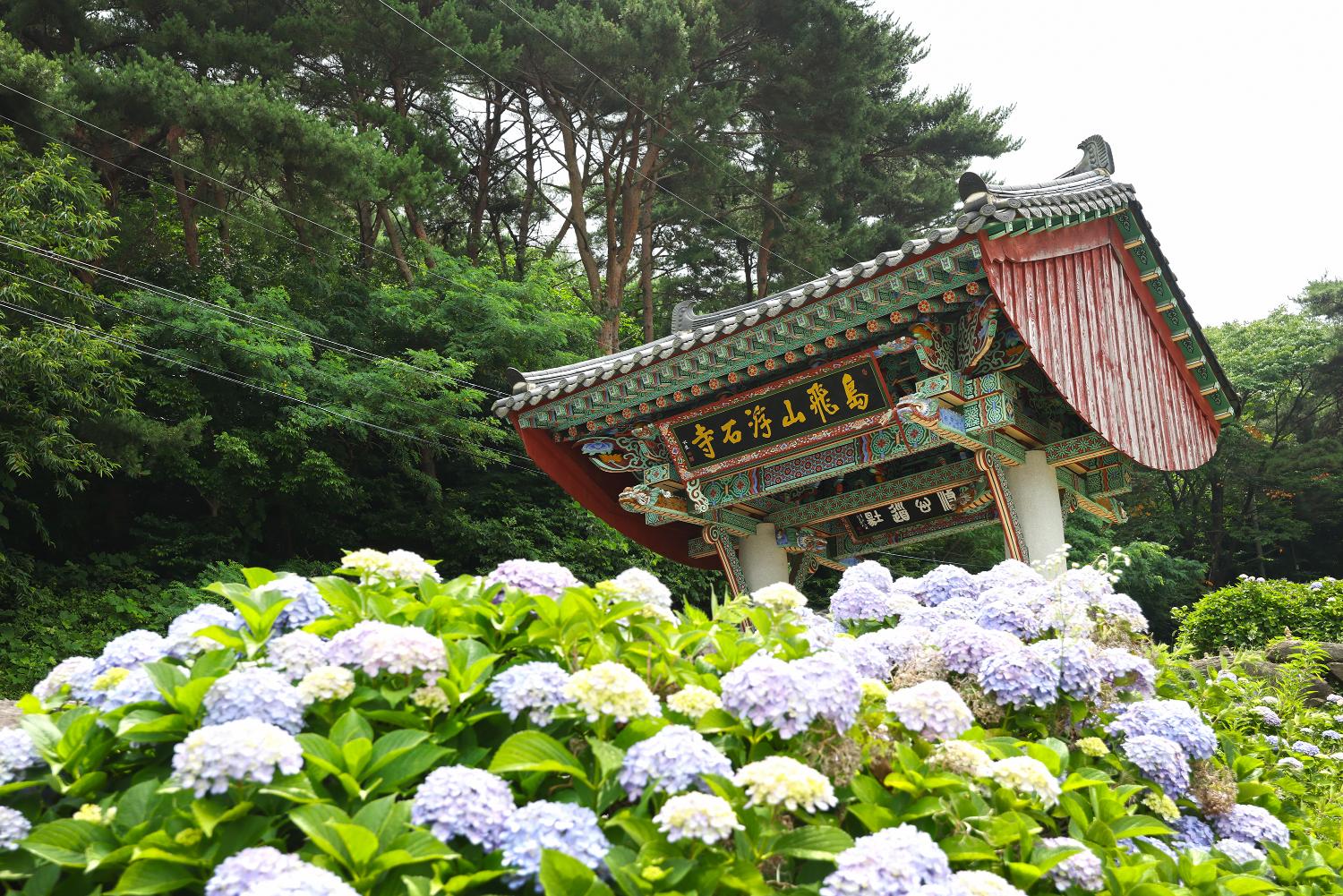 천년고찰을 물들인 여름, 서산 부석사 수국길 여행!