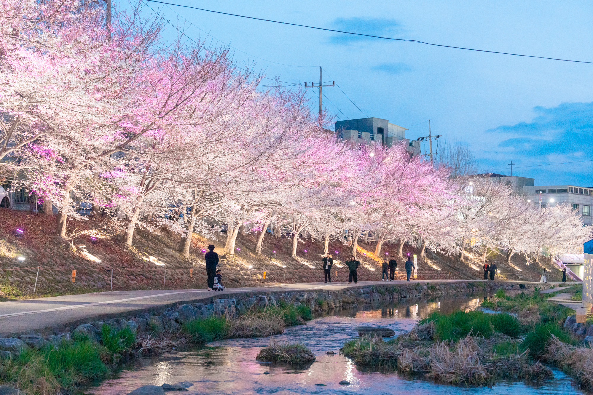예년보다 일주일 빨리 만개한 천안 원성천 벚꽃소식, 아름다운 밤 벚꽃 보러 천안여행 떠나세요