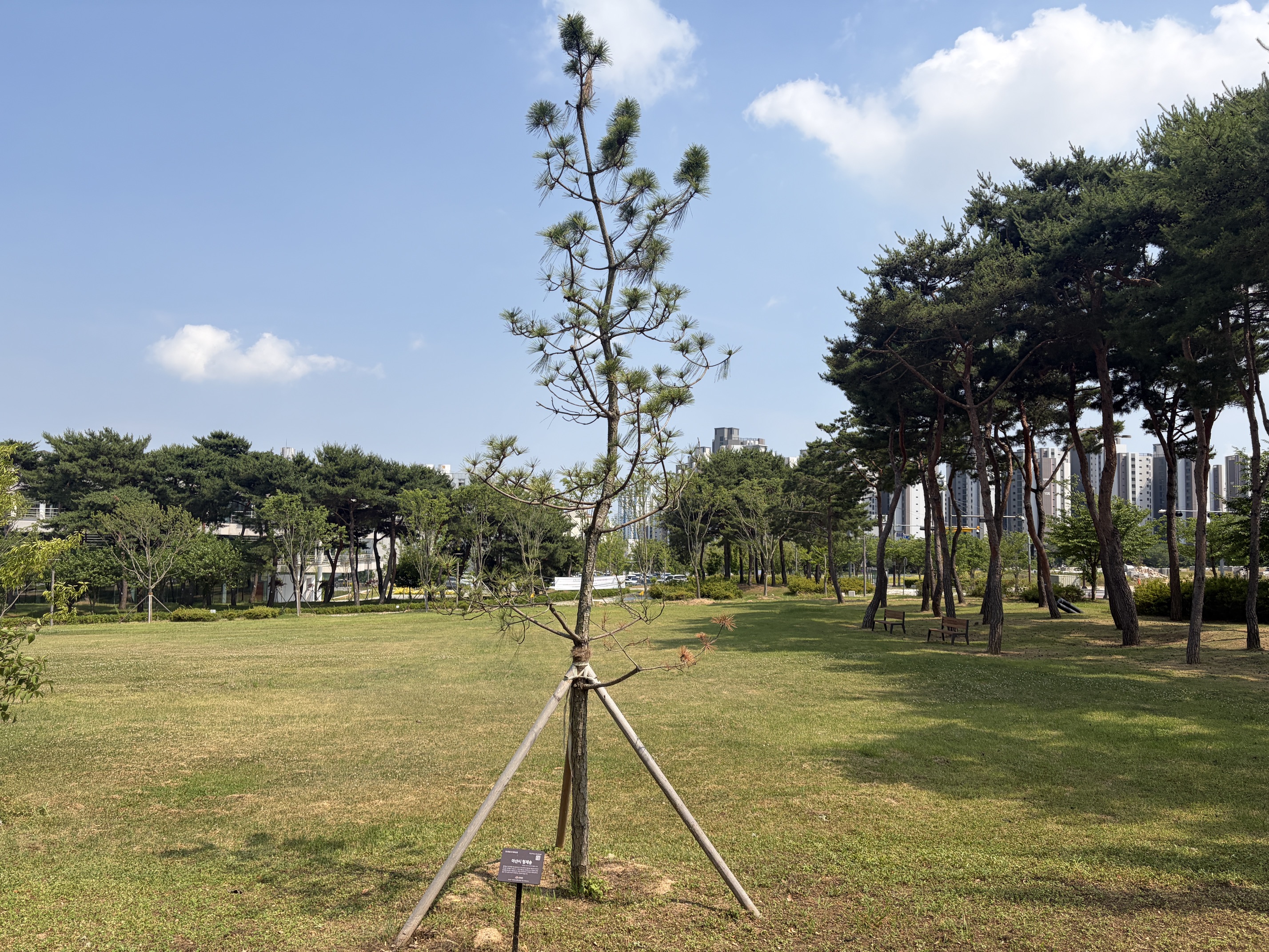충남 아산시 '형제송'