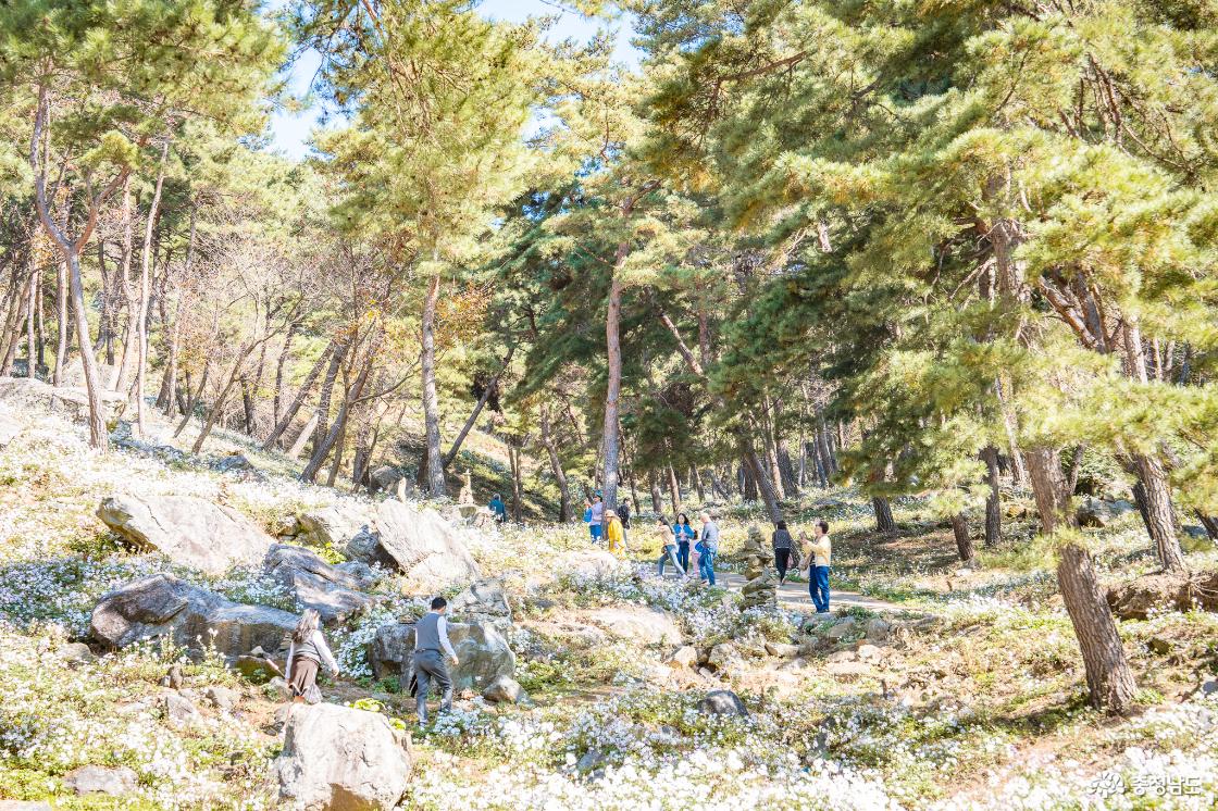 공주 구룡사 구절초의 새하얀 만개한 풍경 