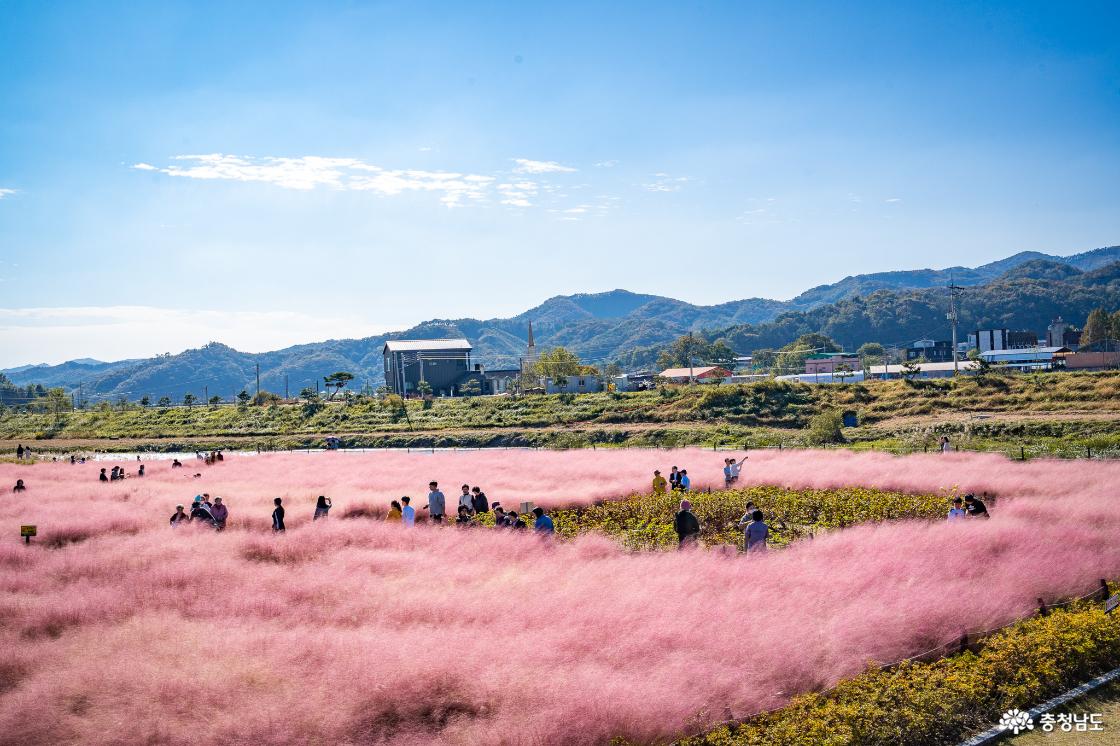 공주 유구핑크뮬리 정원의 만개한 상황 
