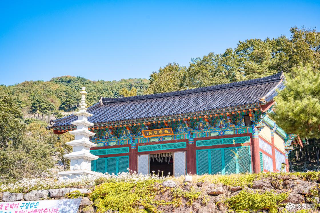 공주 구룡사의 절 풍경과 구절초 
