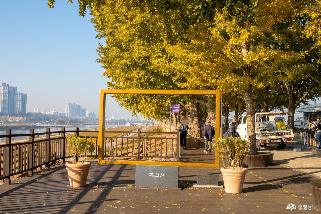 아산 곡교천 은행나무길에 찾아드는 아름다운 가을