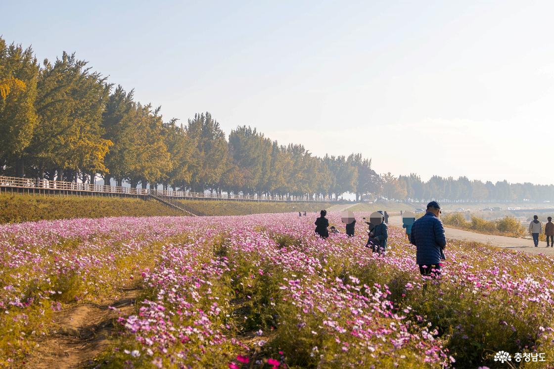 아산 곡교천 은행나무길에 찾아드는 아름다운 가을
