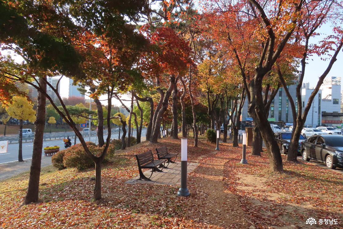 새단장을 마치고 새롭게 선보이는 예산종합터미널 녹지대 가을 풍경