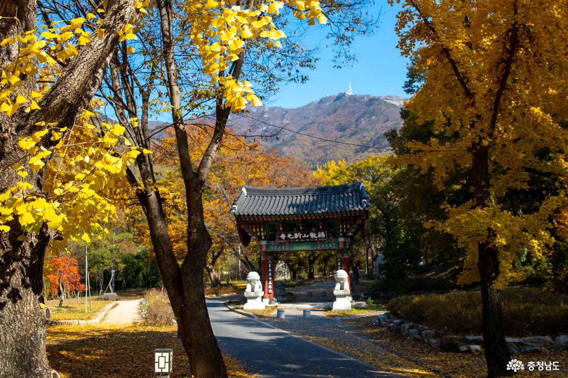 공주 계룡산 신원사 단풍