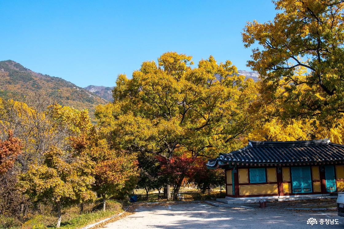 공주 계룡산 신원사 단풍