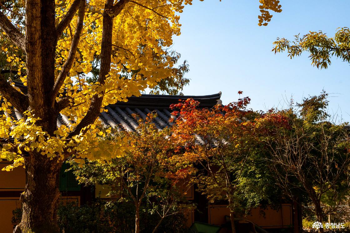 공주 계룡산 신원사 단풍