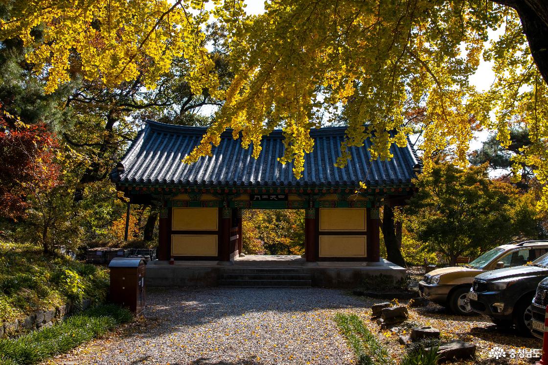 공주 계룡산 신원사 단풍