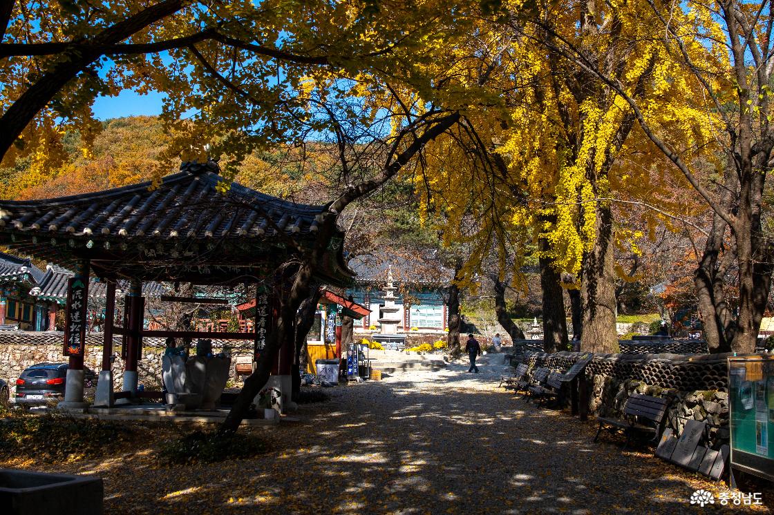 공주 계룡산 신원사 단풍