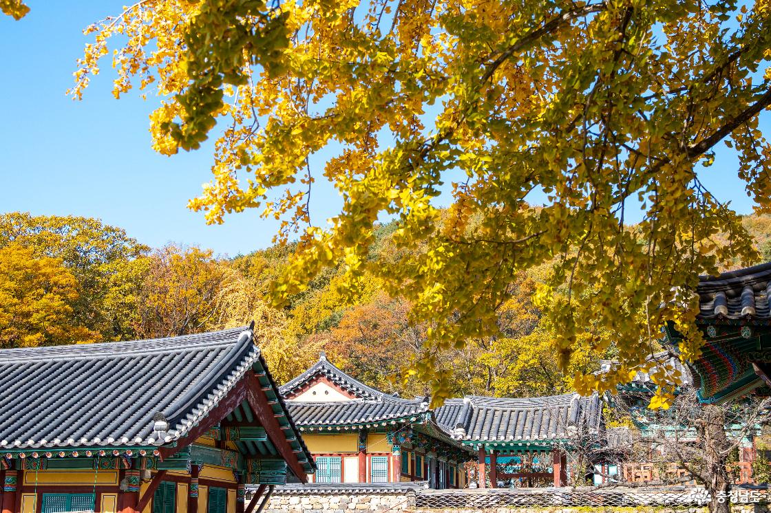 공주 계룡산 신원사 단풍