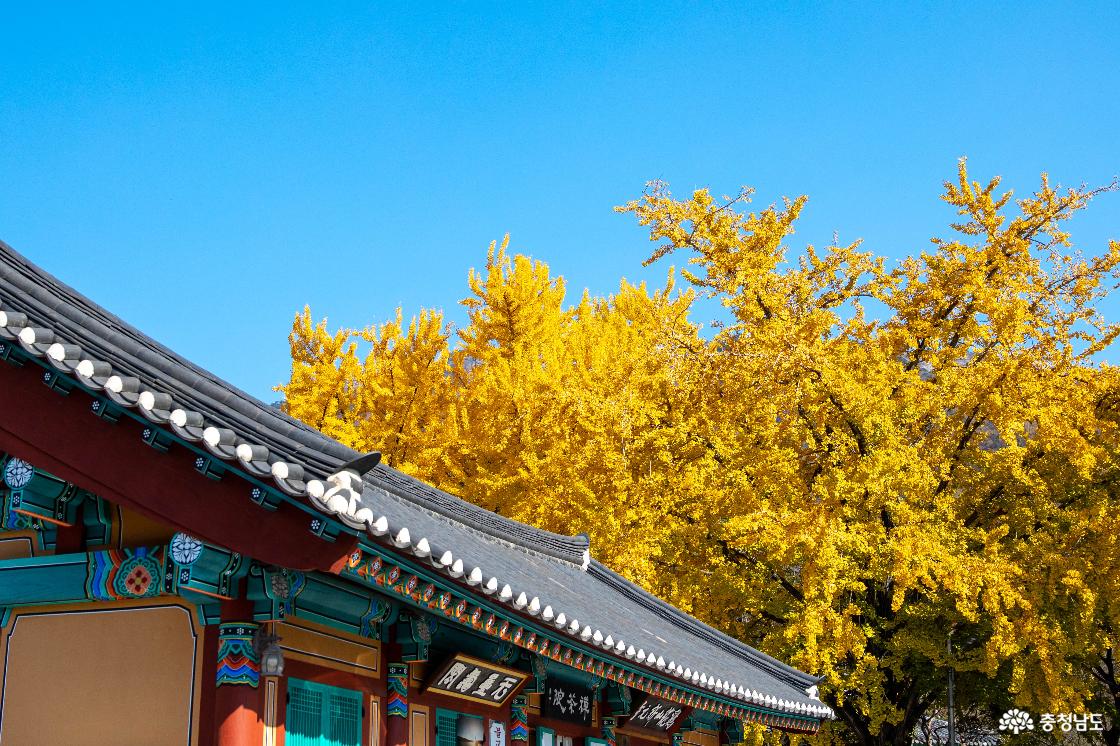 공주 계룡산 신원사 단풍
