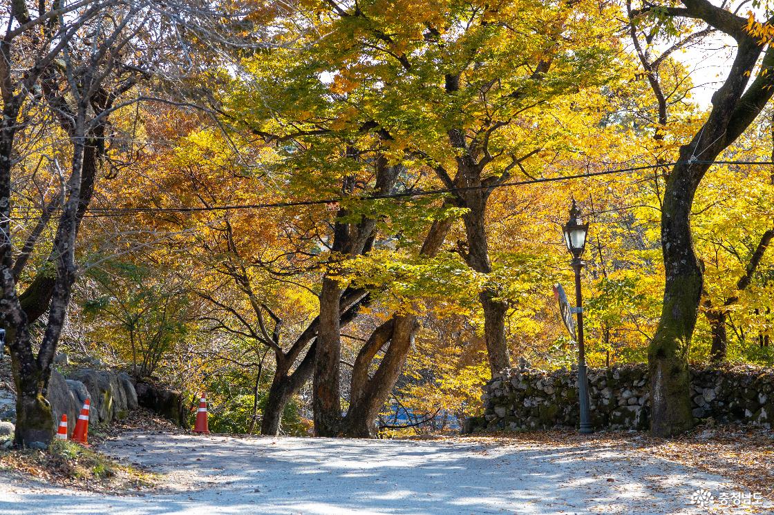 공주 계룡산 신원사 단풍