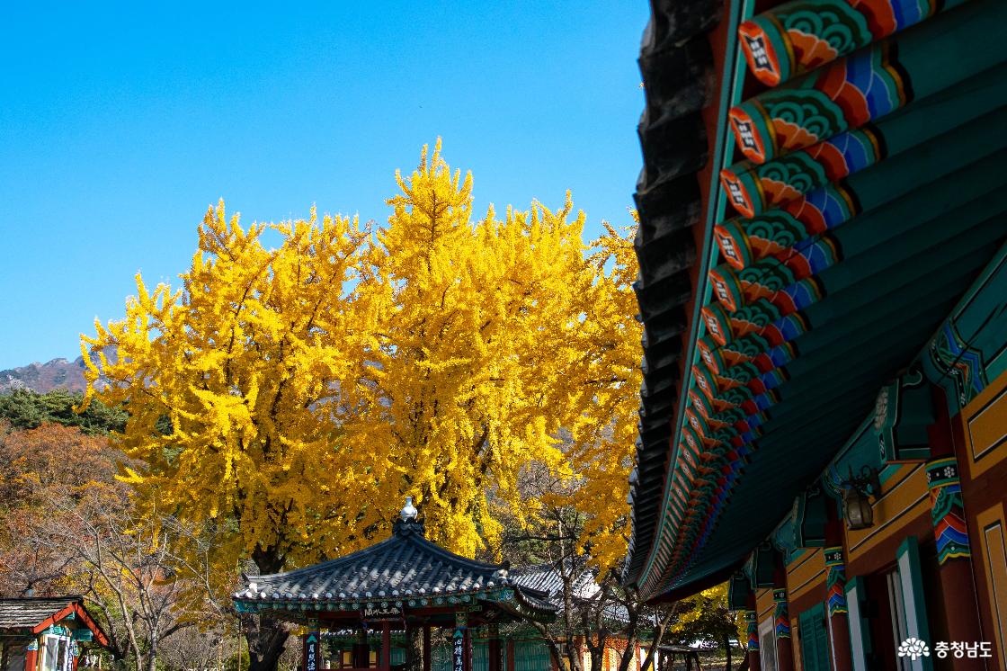 공주 계룡산 신원사 단풍