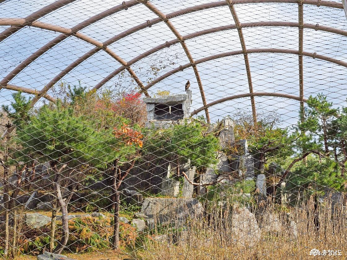 독수리