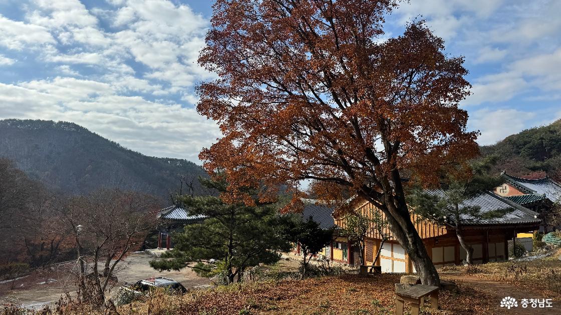 12월 단풍이 아름다운 예산 금오산 향천사