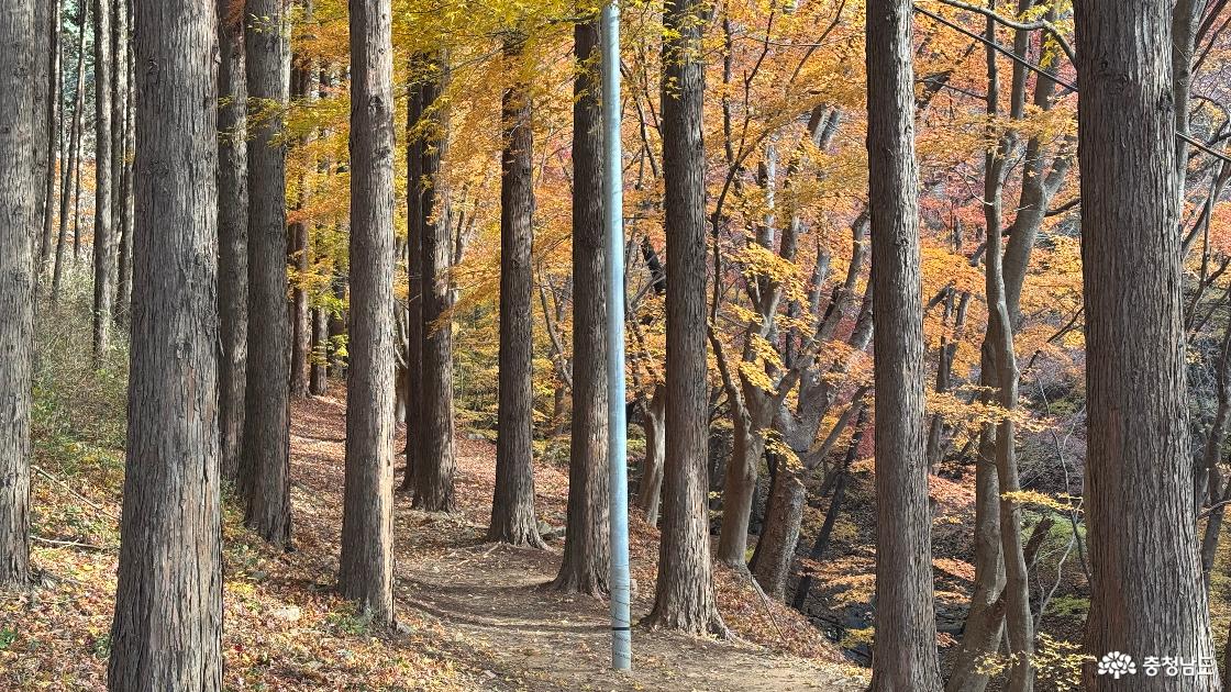 12월 단풍이 아름다운 예산 금오산 향천사