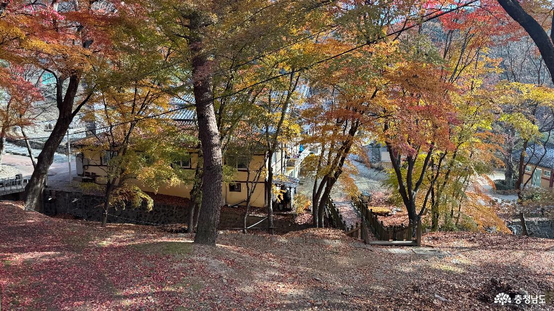 12월 단풍이 아름다운 예산 금오산 향천사