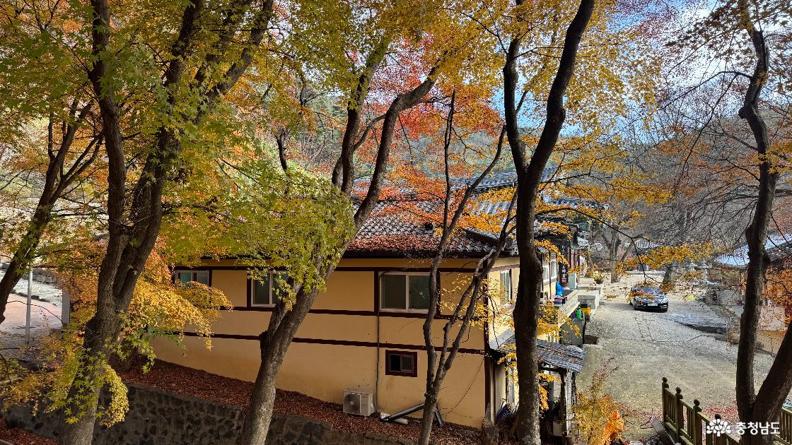 12월 단풍이 아름다운 예산 금오산 향천사