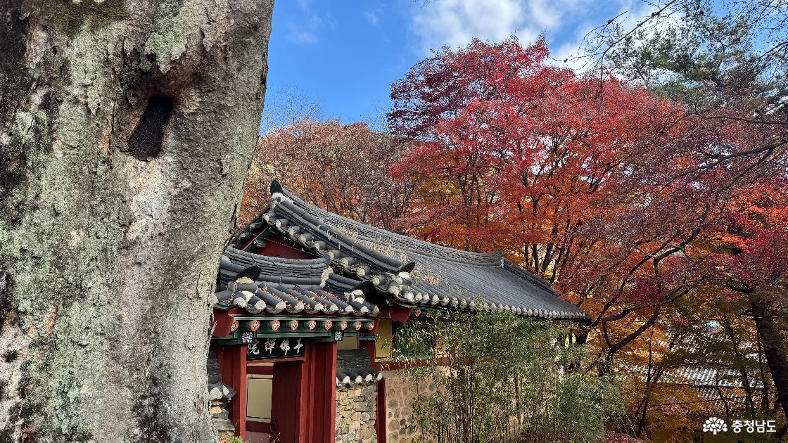 12월 단풍이 아름다운 예산 금오산 향천사