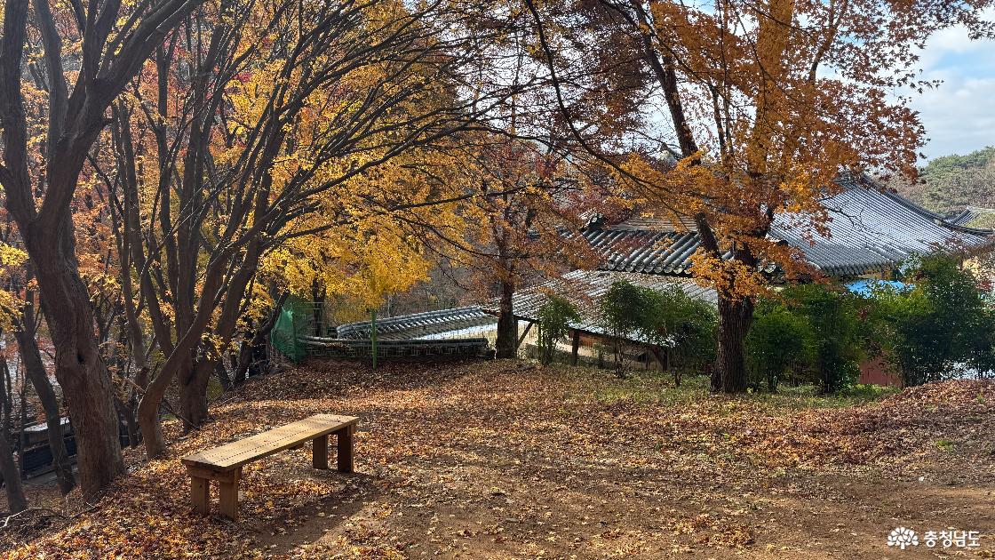 12월 단풍이 아름다운 예산 금오산 향천사