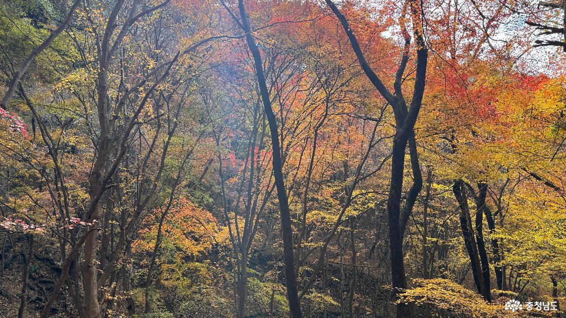 12월 단풍이 아름다운 예산 금오산 향천사