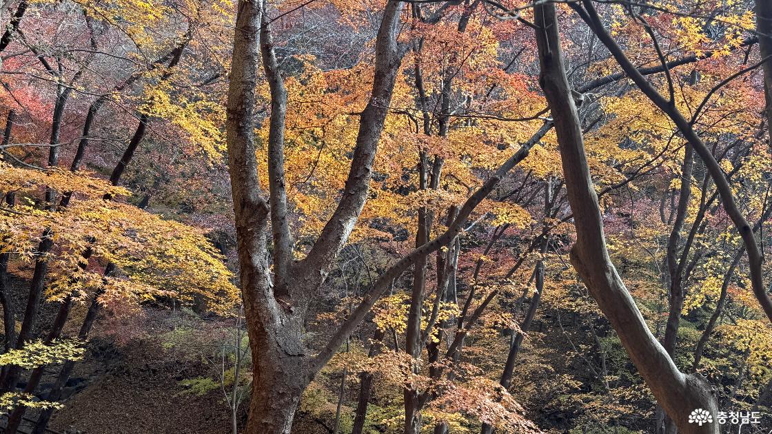 12월 단풍이 아름다운 예산 금오산 향천사