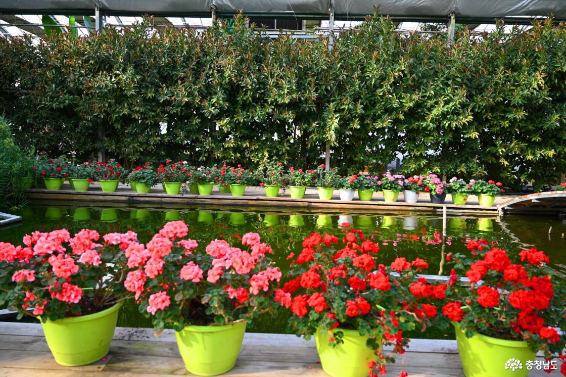 세계꽃식물원 실내 연못의 모습