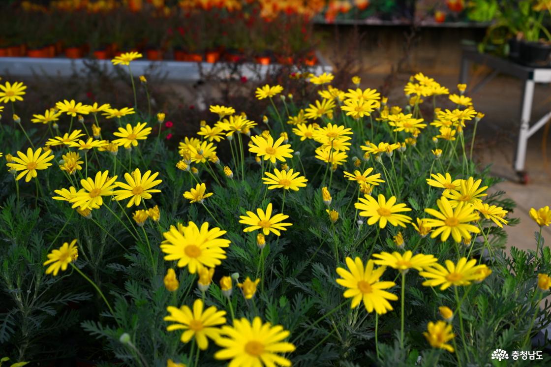 세계꽃식물원에 피어나는 꽃 