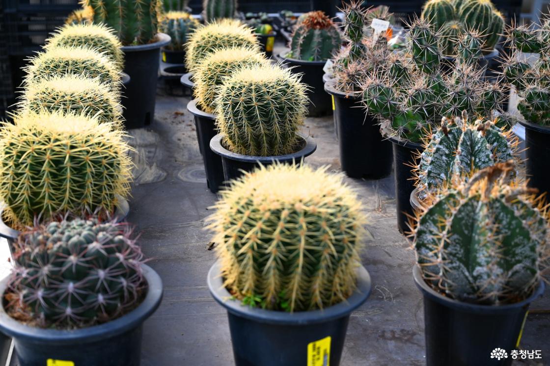 세계꽃식물원 선인장모습