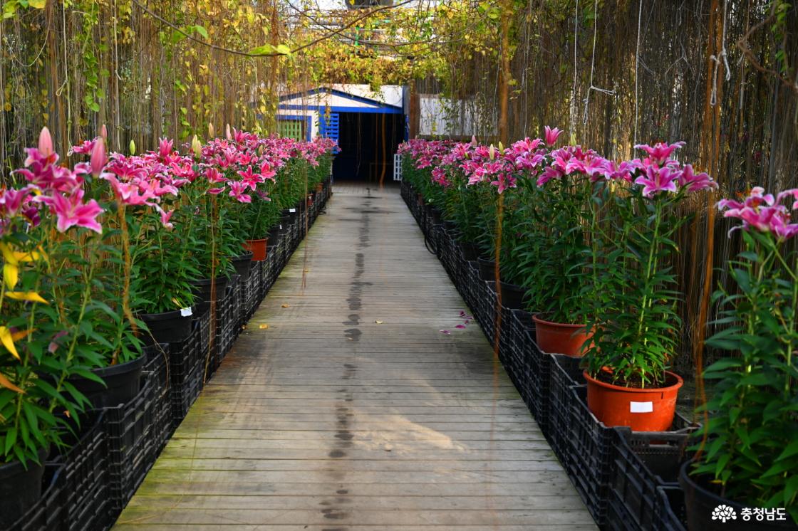 세계꽃식물원에 피어난 백합꽃 