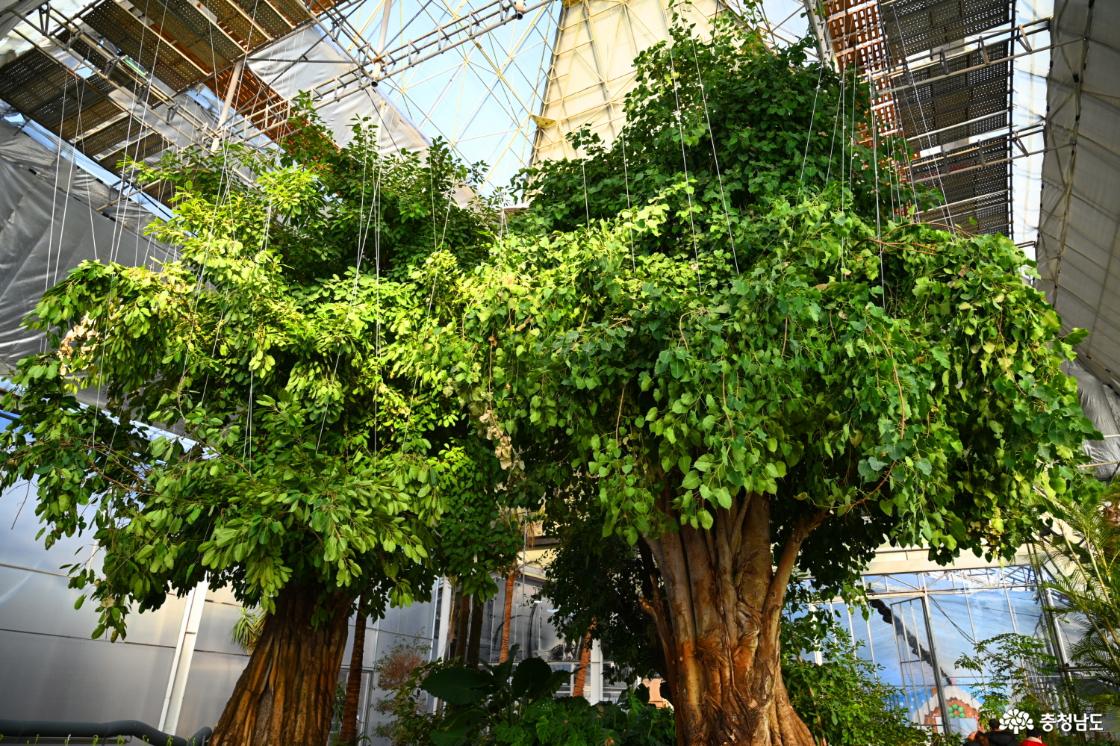 세계꽃식물원 입구에 있는 나무