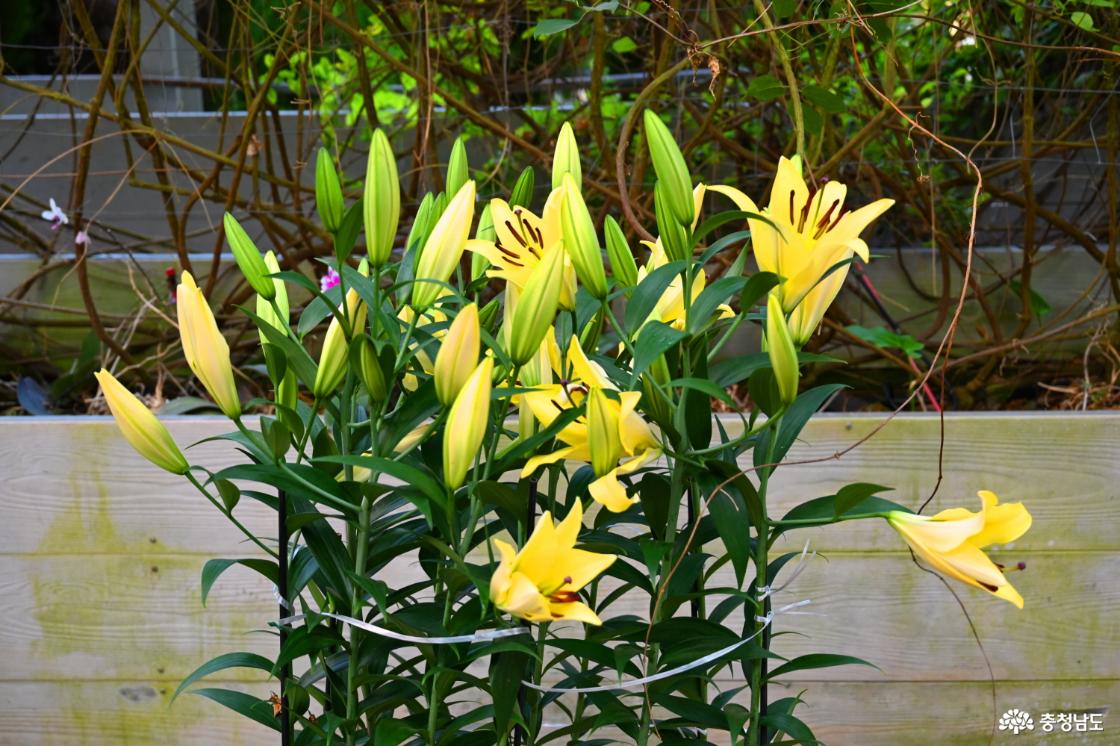 세계꽃식물원에 피어난백합꽃