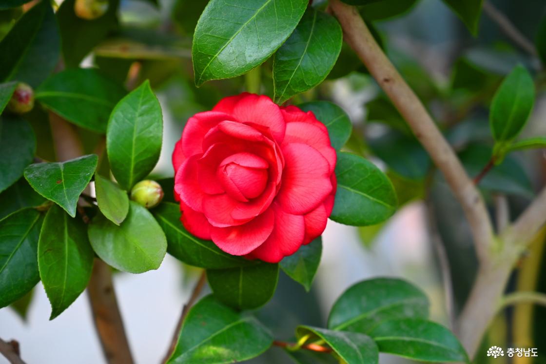 세계꽃식물원에 피어난 동백꽃 