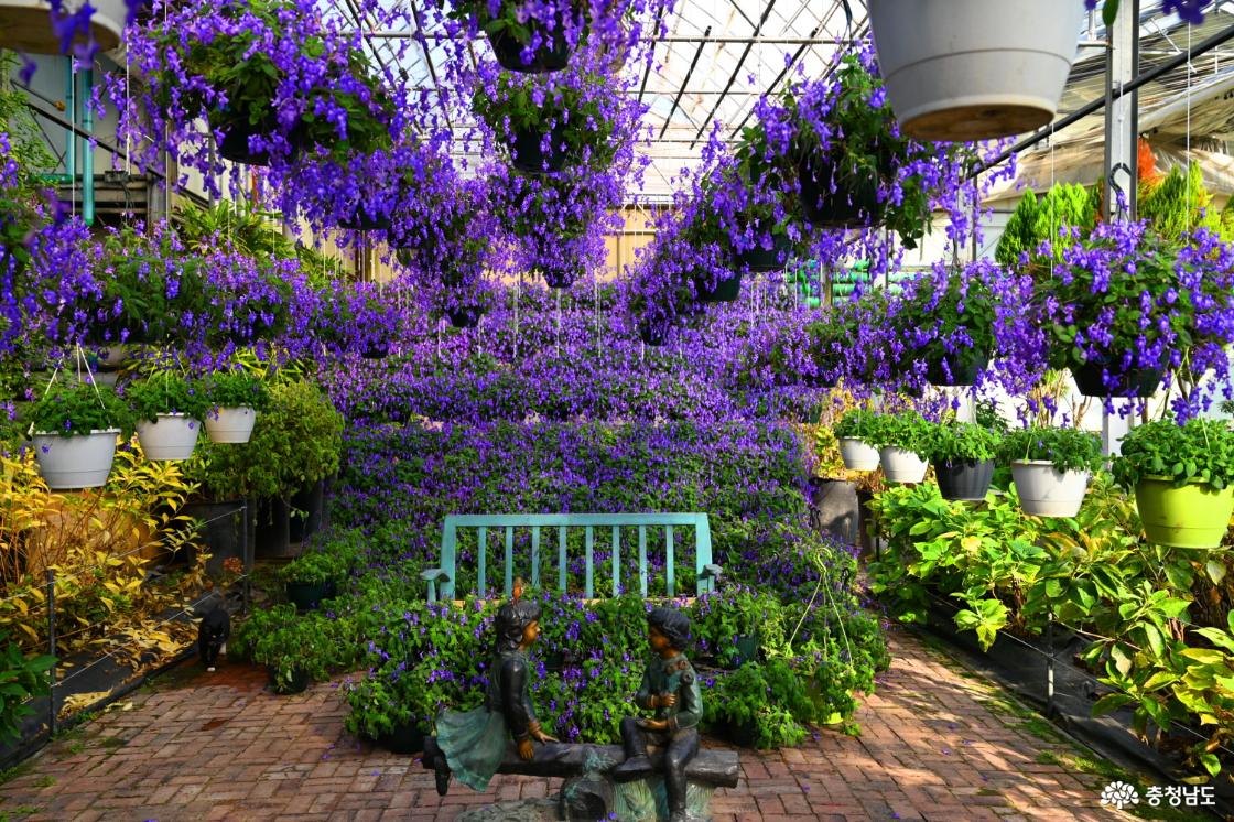 세계꽃식물원에 피어난 삭소롬 