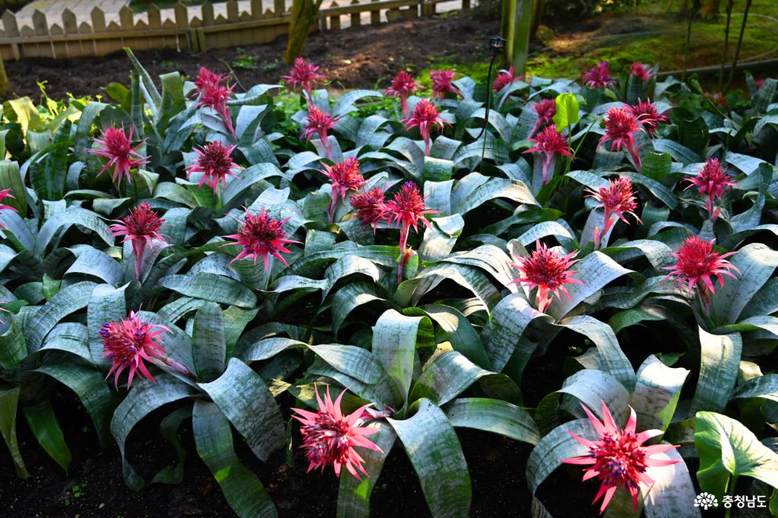 세계꽃식물원에 피어난 에크메아 