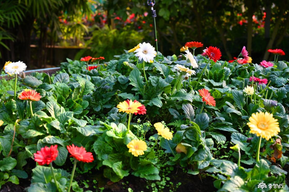 세계꽃식물원에 피어난 거베라 