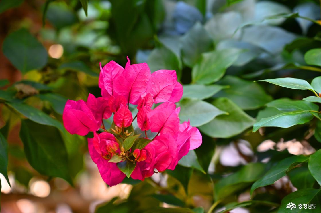 세계꽃식물원에 핀 부겐빌레아
