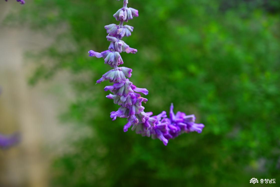 세계꽃식물원 멕시칸부쉬세이지