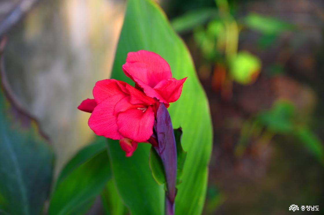 세계꽃식물원에 핀 칸나
