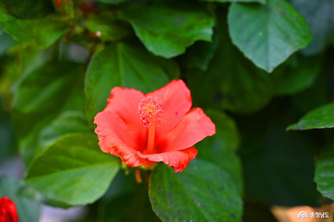 세계꽃식물원에 핀 허비스커스