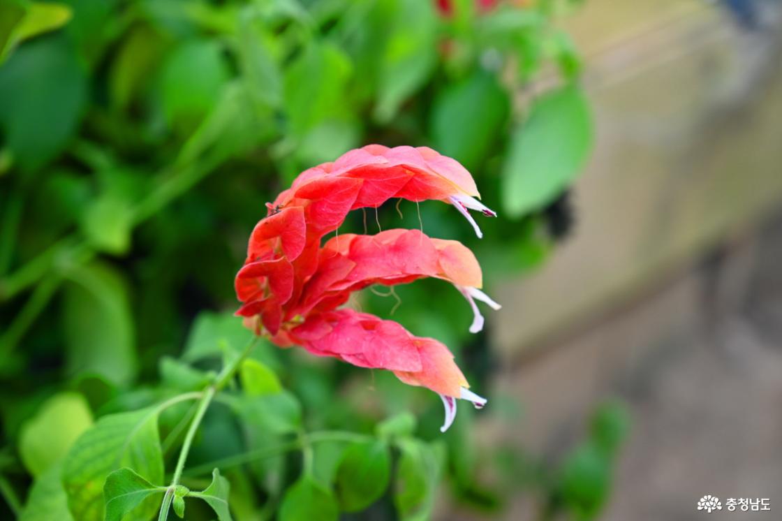 세계꽃식물원에 핀 붉은새우초 