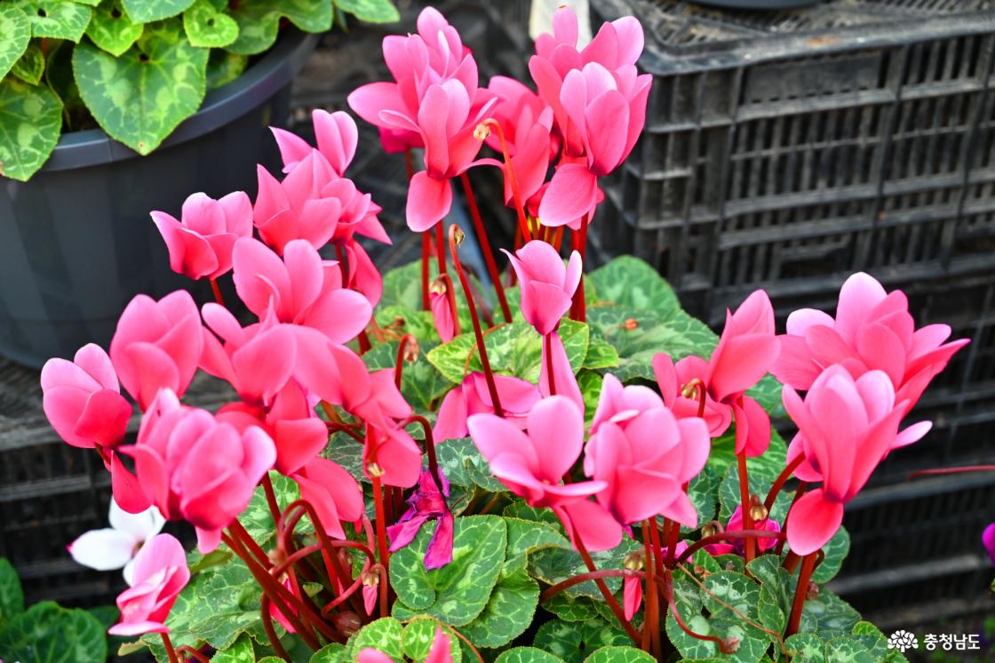 세계꽃식물원 시클라멘