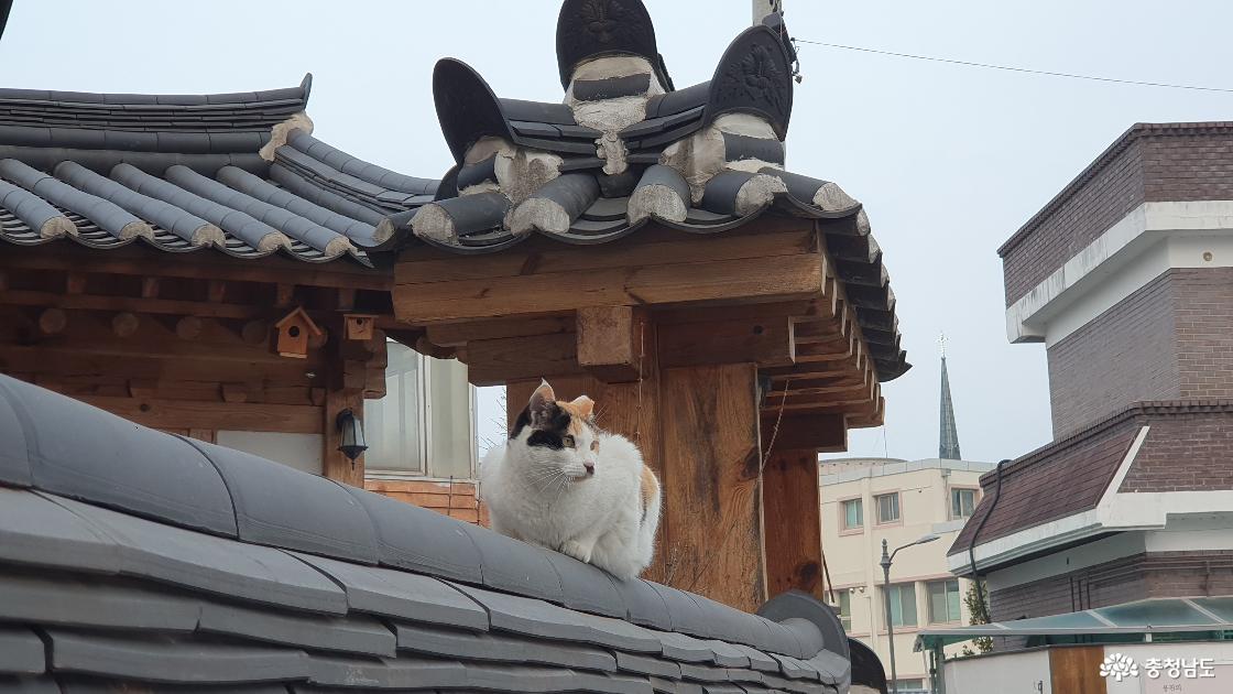 골목길 담장에 있는 고양이