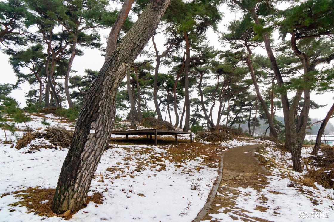 솔바람 쉼터의 소나무숲